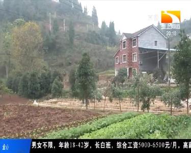 尝鲜! 大球盖菇提前上市效益好