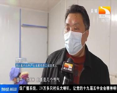 以销定产 莲子节前加工好繁忙