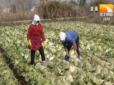 20万亩嘉鱼蔬菜上市 日销全国1500吨