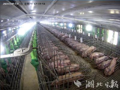 湖北生猪存栏达2167万头，春节期间猪肉供应充足