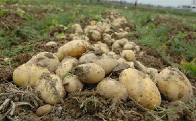 冬季马铃薯种植5项高产技术