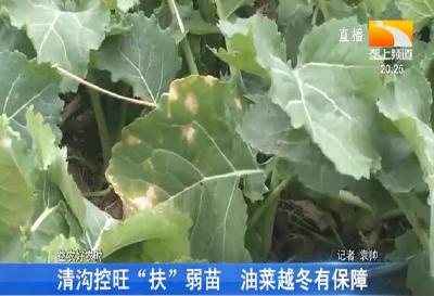 清沟控旺“扶”弱苗 油菜越冬有保障
