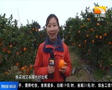 脐橙留树保鲜 每亩增收3000元