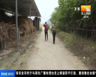 自强不息！残疾夫妇种菜养牛摘“穷帽”