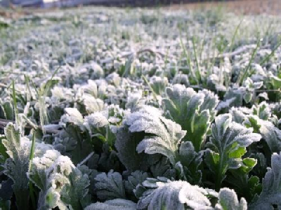 露地蔬菜：多措并举提高抗寒能力