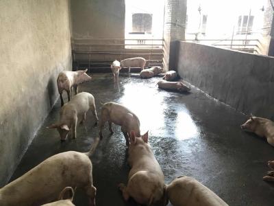 4568头！贵州省种猪进口规模创下国内之最
