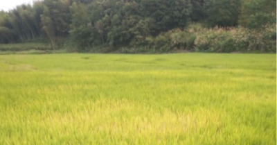 水稻育苗过程应该注意什么？