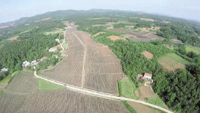 新春走基层村集体收入超过10万元，葛根带来好日子