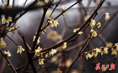 最低温7.1℃！湖北省内高海拔区域后天又要下雪