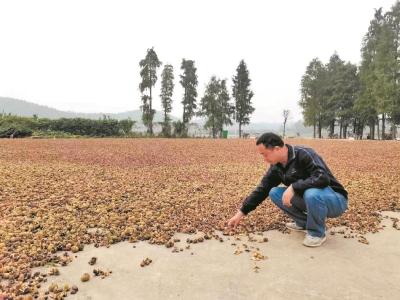 农户的油茶果滞销 老板收购之后炼榨  嘉鱼2000余公斤优质茶油寻销路