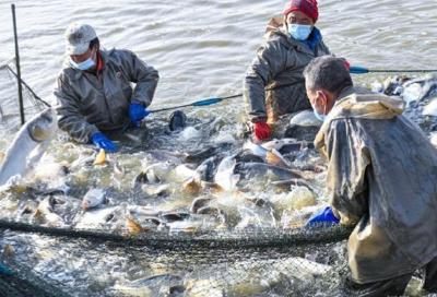 冬储春供保障点日出2万公斤鲜鱼，7万余吨水产品够武汉人吃三个月