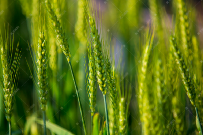 小麦春季除草，怎么用药效果好？
