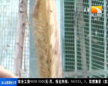 “云”端卖蜂蜜 90后小伙迎来“甜蜜”新生活
