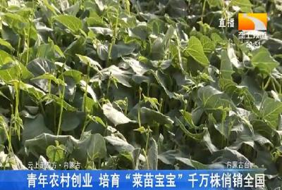 青年农村创业 培育“菜苗宝宝”千万株俏销全国