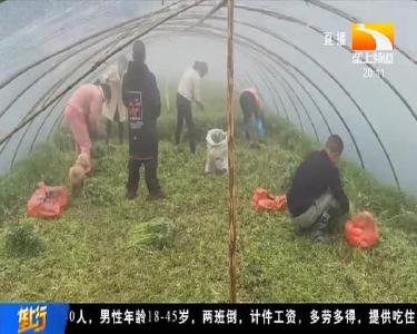 8万斤泥蒿上市 诚意寻买家