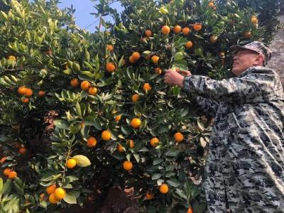 【长江禁渔湖北行】兴山渔民张琴放下渔网种起柑橘
