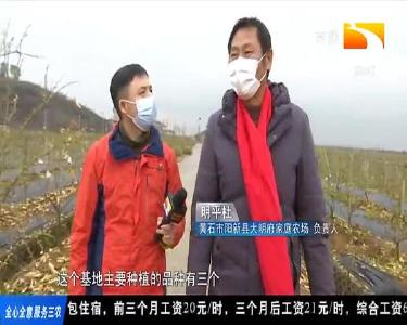 明平杜：今年的日子要像橘子一样甜