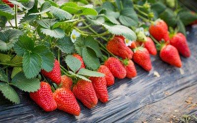 如何解决春季草莓旺长