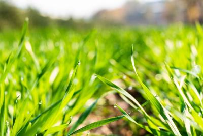 2021年全省小麦春季田管技术指导意见