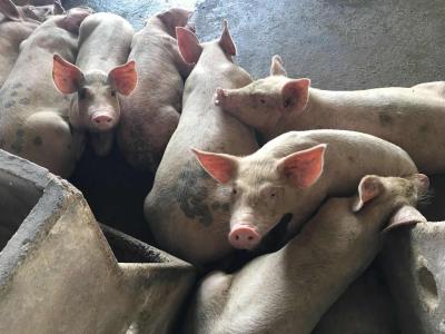 农业农村部公布62个非洲猪瘟无疫小区名单