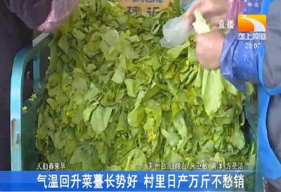气温回升菜薹长势好 村里日产万斤不愁销