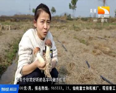 “素中之荤”赤松茸 味香质纯营养佳