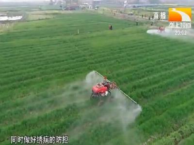 2021年水稻“两迁”害虫防控技术要点