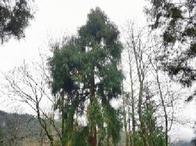 利川挂牌保护130余年的古树 深山藏着湖北最早引进的柳杉