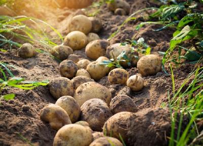 早春地膜土豆的种植方法