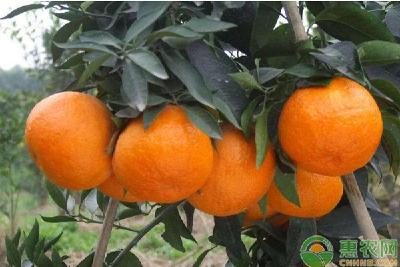 冬季柑橘树出现异常落叶的原因