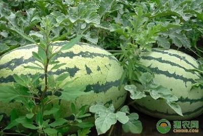 西瓜子种下后多久可以发芽出苗？