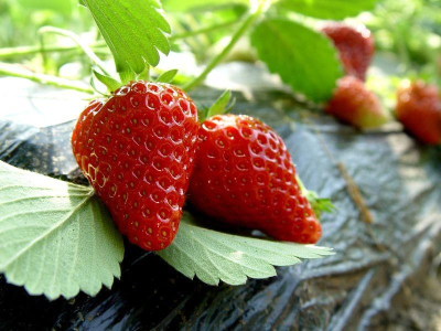 春季草莓如何管理？