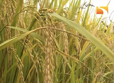 水稻要高产科学栽植的关键是什么？