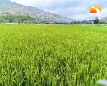 垄上行 2021-02-13