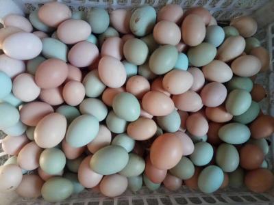 研究：在较低温度下加工鸡蛋可以提高蛋品品质