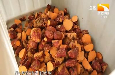 湖北甘薯产业科技协同创新联盟在汉成立 致力打造下一个千亿产业