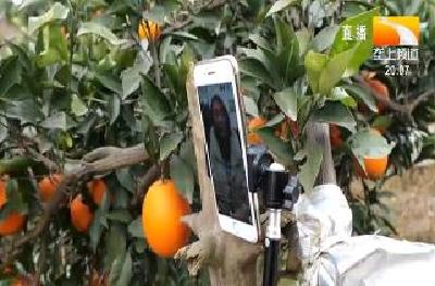 女子自学当主播 为家乡脐橙代言