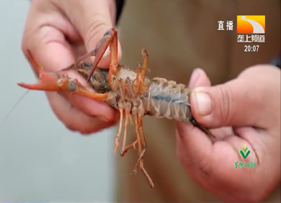 从“大养虾”到“养大虾” 潜江龙虾产业着力转型升级