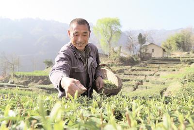 宜昌兴山：1500亩茶园提前开采