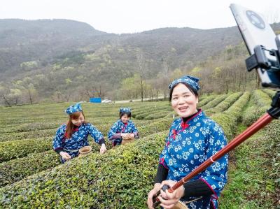 直播助力襄阳保康春茶出山