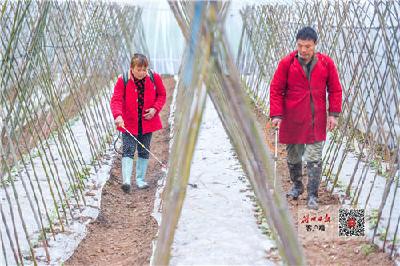 惊蛰节气忙春管 荆州今年计划种植粮食1068.5万亩
