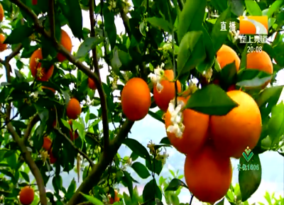 擦亮秭归脐橙文化品牌 第一节秭归脐橙文化节开幕