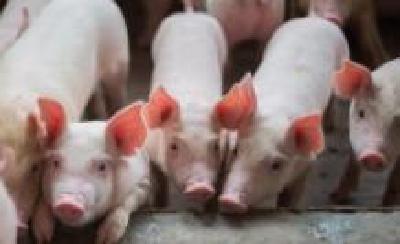 武汉将重点打造百亿生猪产业链