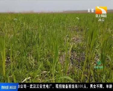 2021年湖北省水稻生产工作指导意见
