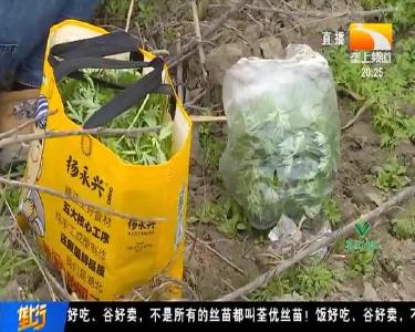 注意! 路边的野菜不要随便采