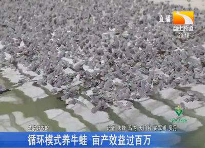 循环模式养牛蛙 亩产效益过百万