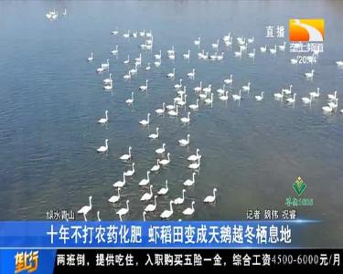 十年不打农药化肥 虾稻田变成天鹅越冬栖息地