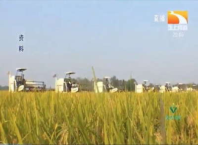 培育水稻多糵壮秧的主要措施
