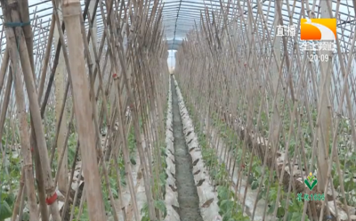 早春蔬菜管理 通风保温防病害需留心