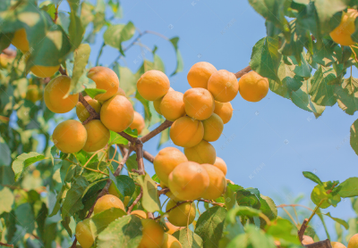 杏树什么时候发芽？